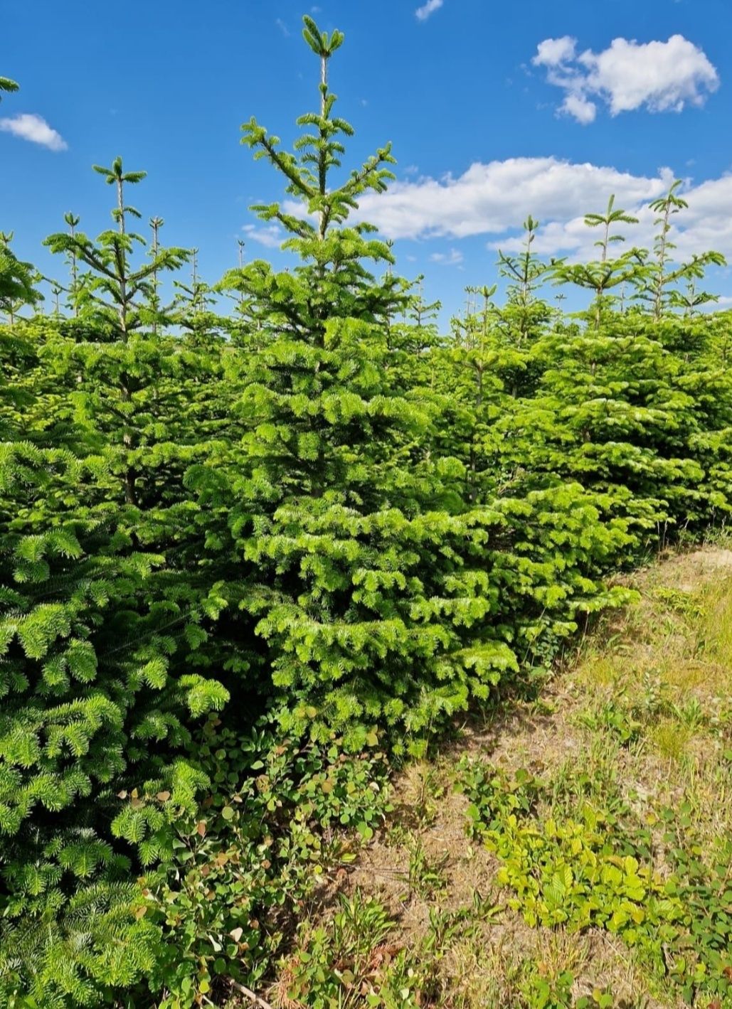 Choinki hurt/detal, jodła kaukaska z własnej plantacji