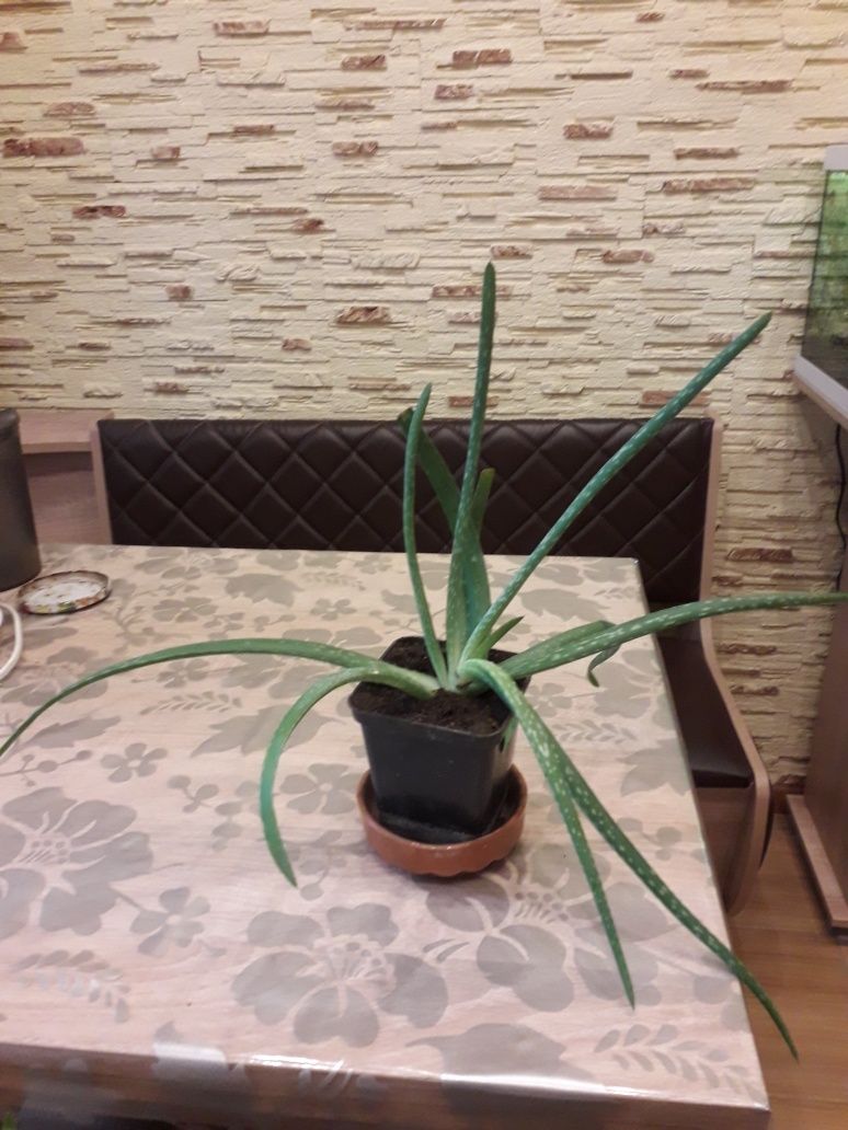 Продам Алое Вера