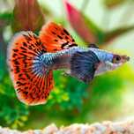 Platinum Red Mosaic Big Ears Fancy Guppy