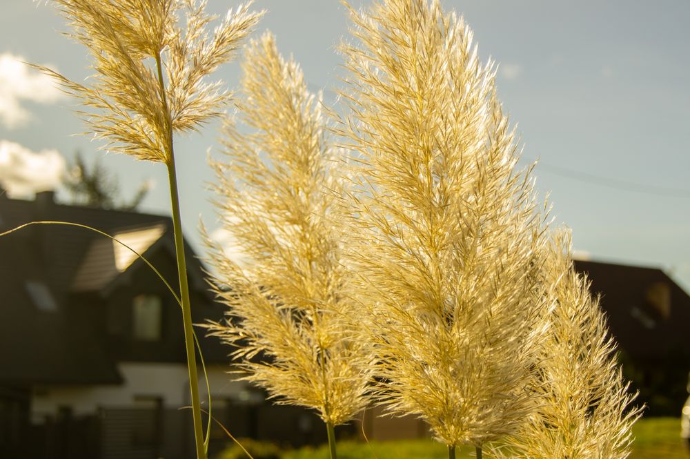 Aparta sony slt-a33.