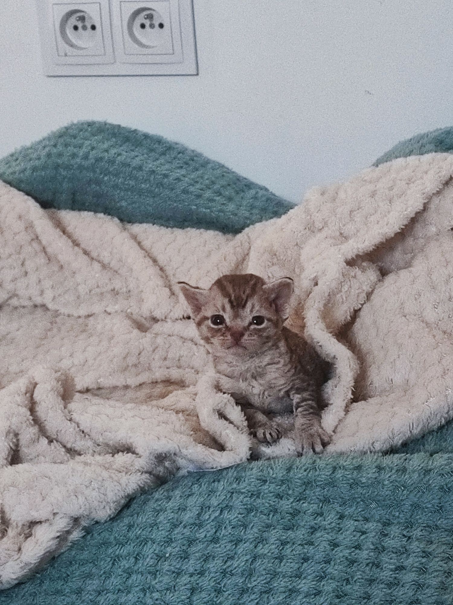 Kocurek Devon Rex