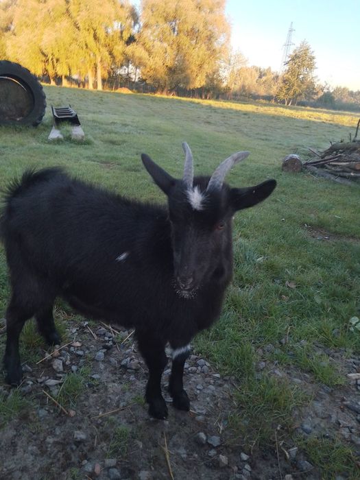 Продам молоду козу,альпійської породи.