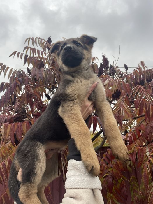 Щенок немецкой овчарки