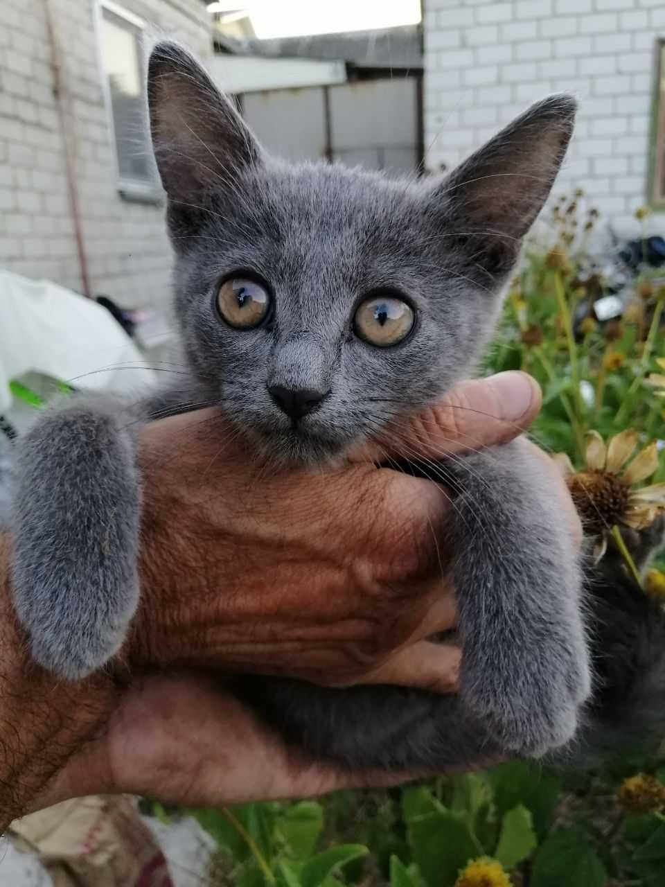 Отдам в добрые руки котят