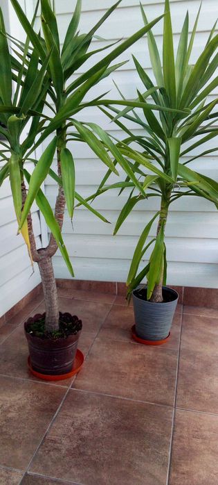 Jukki dwie rośliny wysokość ok.120cm