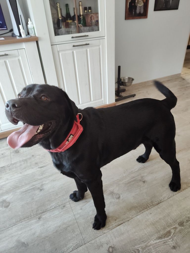 Oddam Labrador Retriever