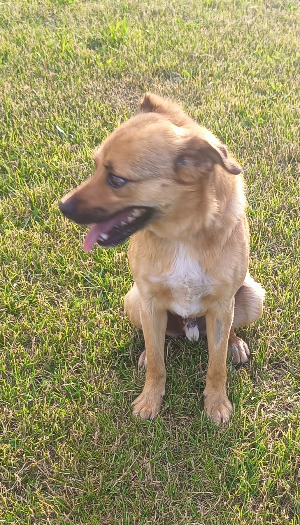 Karmelek poleca się do adopcji