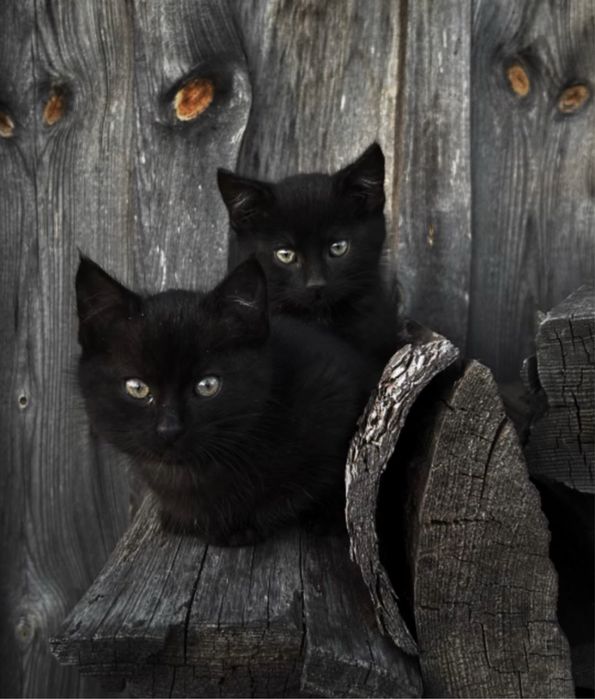 Oddam kotki, korzystają z kuwety