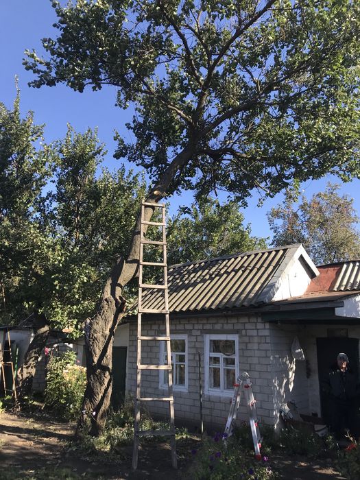 Спил деревьев Аккуратно с опытом 8лет Омоложение сада