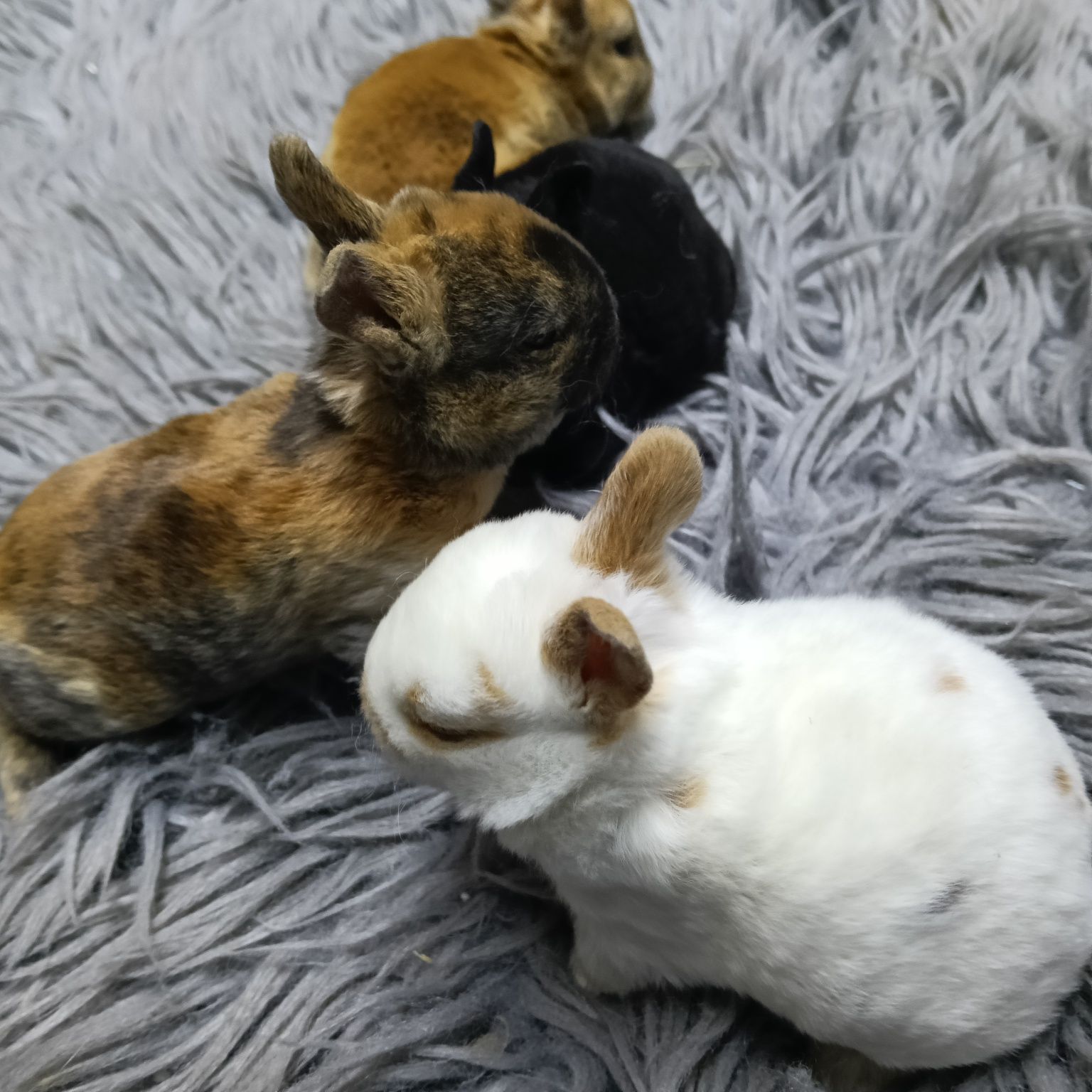 Króliczki miniaturki Teddy Karzełek Rex Mini Lop Hermielin niebieskoki