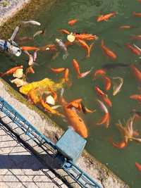 peixes para venda