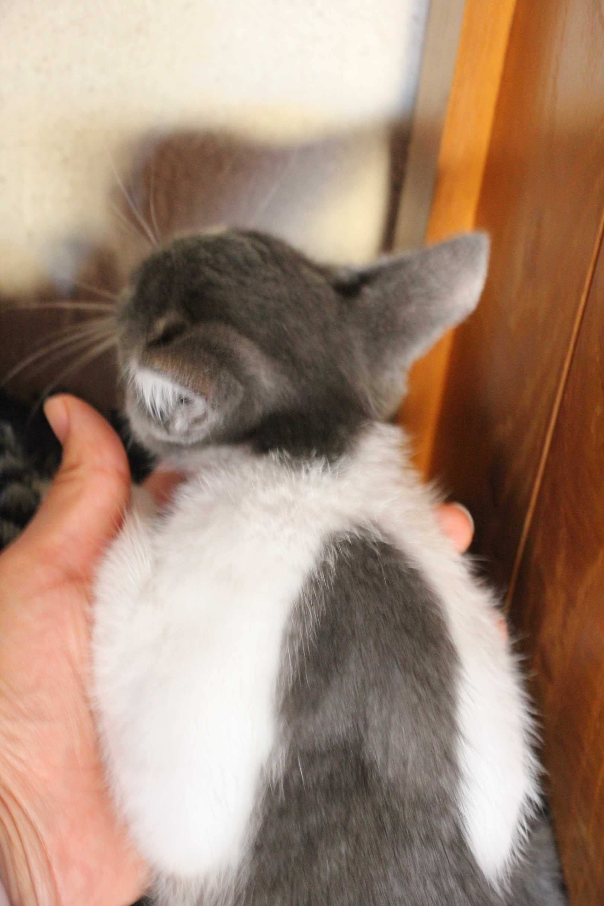 MACHO | Gatinho disponível para adoção responsável