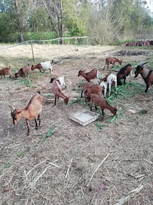 Cabrinhas anãs/médias- caldas da rainha