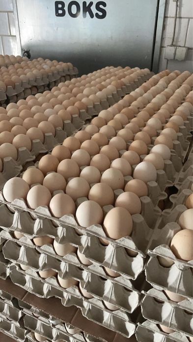 Jaja jajo jajka KREMOWE BEZ Pośredników najlepsza cena