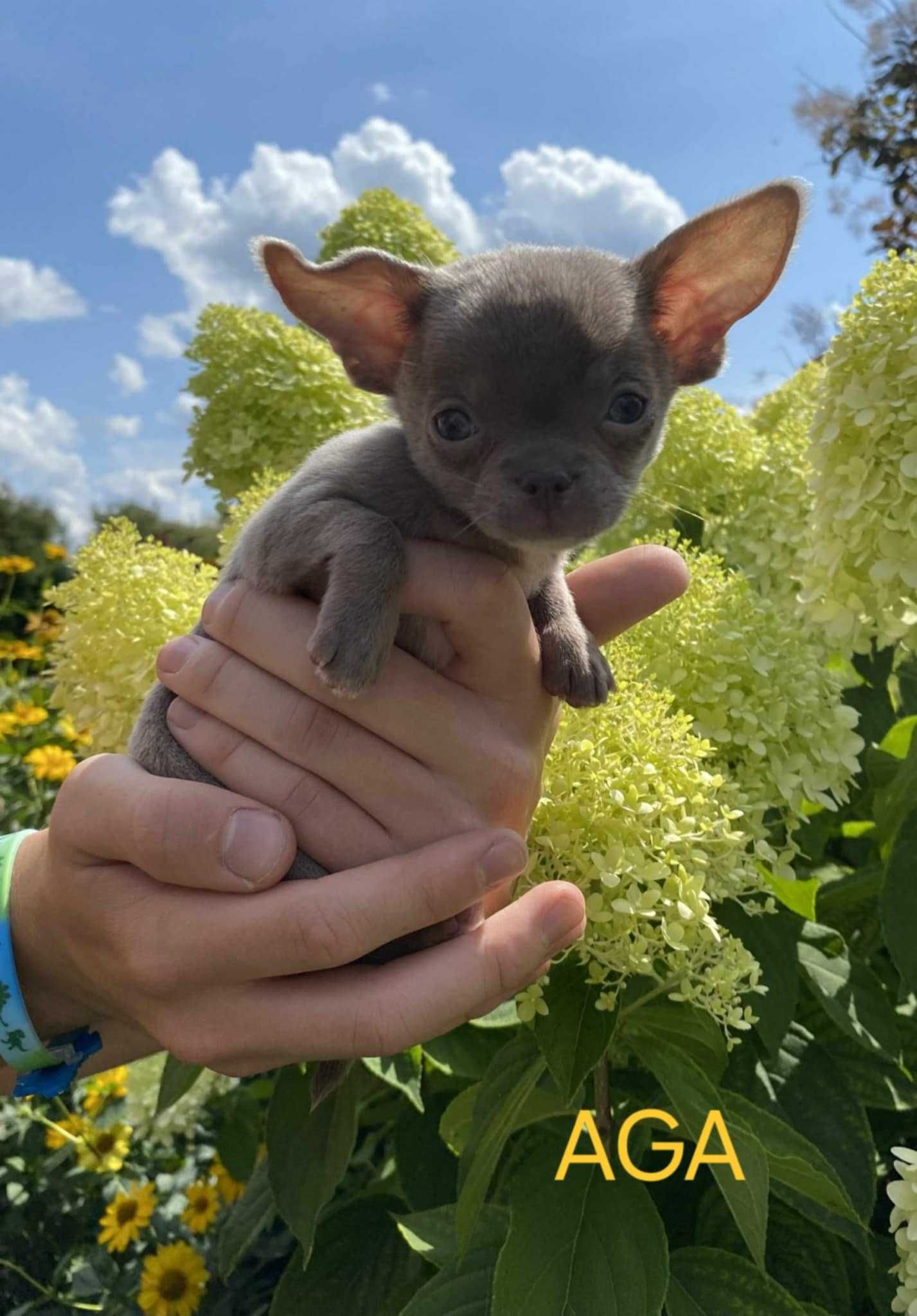 Śliczna Sunia Chihuahua