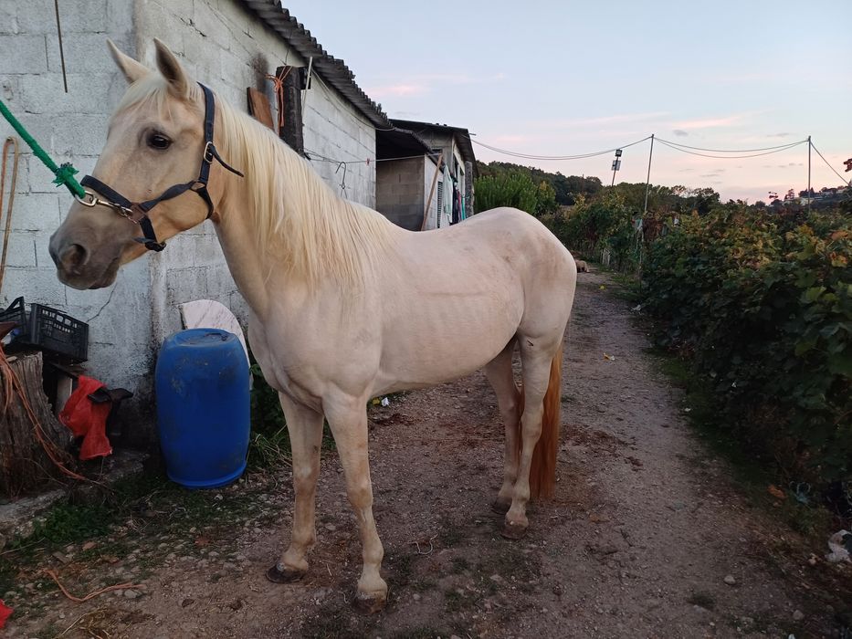 Egua cruzada lusitana