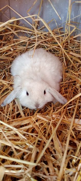 Декоративні карликові кроленята