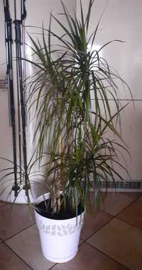 Dracena  - 110cm