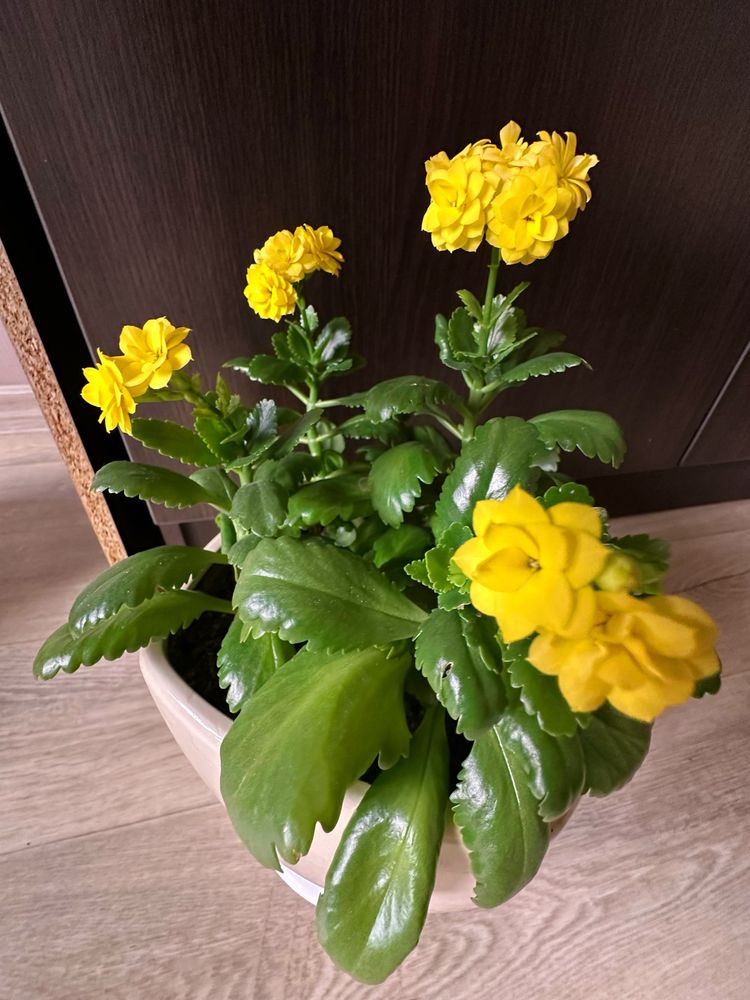 Каланхое декоративний