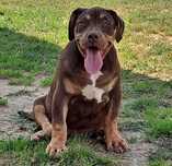american bully xl  czekoladowy 4 mies.