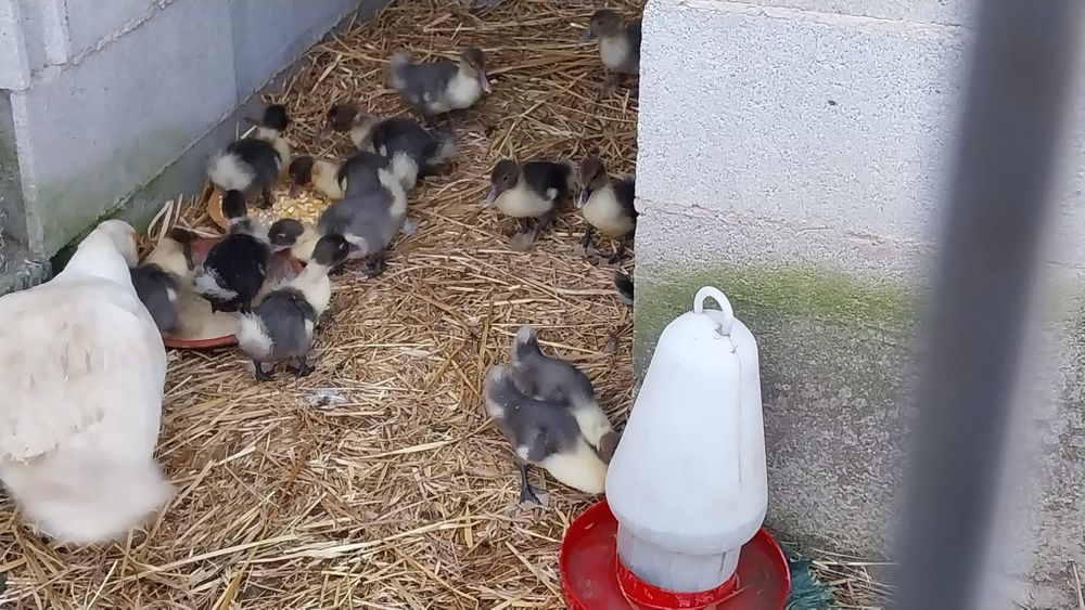 Vender-se patos mudos 1.5€
