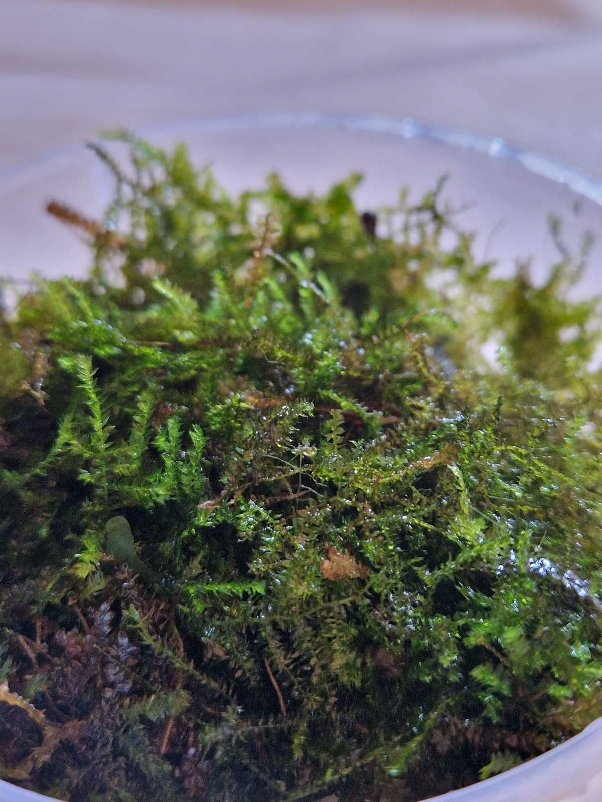 Christmas Moss – Musgo Aquático para Aquário