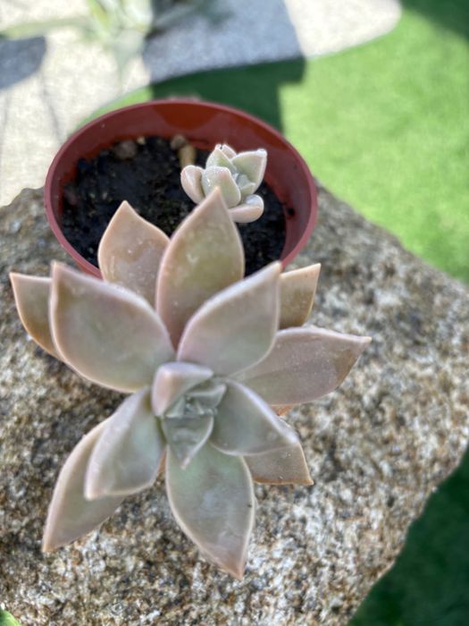 Suculentas  várias 1€