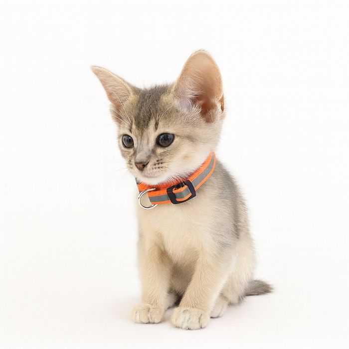 Kot Abisyński SREBRNY- rodowod WCF po Grand International Chempionie