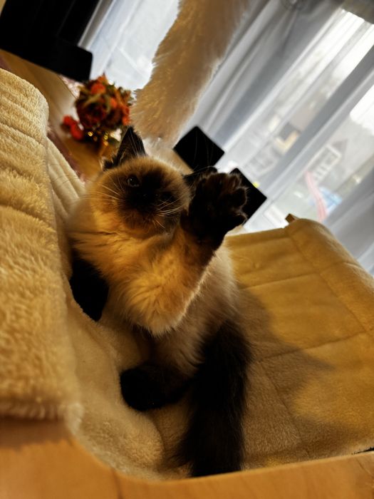 Ragdoll cudowny kocurek przepiekny przytulasny