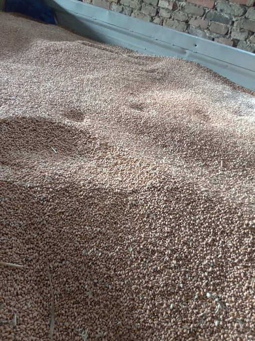 Sprzedam pszenicę zbiór 2025