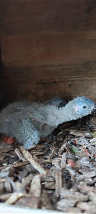 Loris molucanos para criar á mão