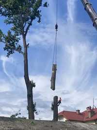 Wycinka i pielęgnacja drzew metodą alpinistyczną