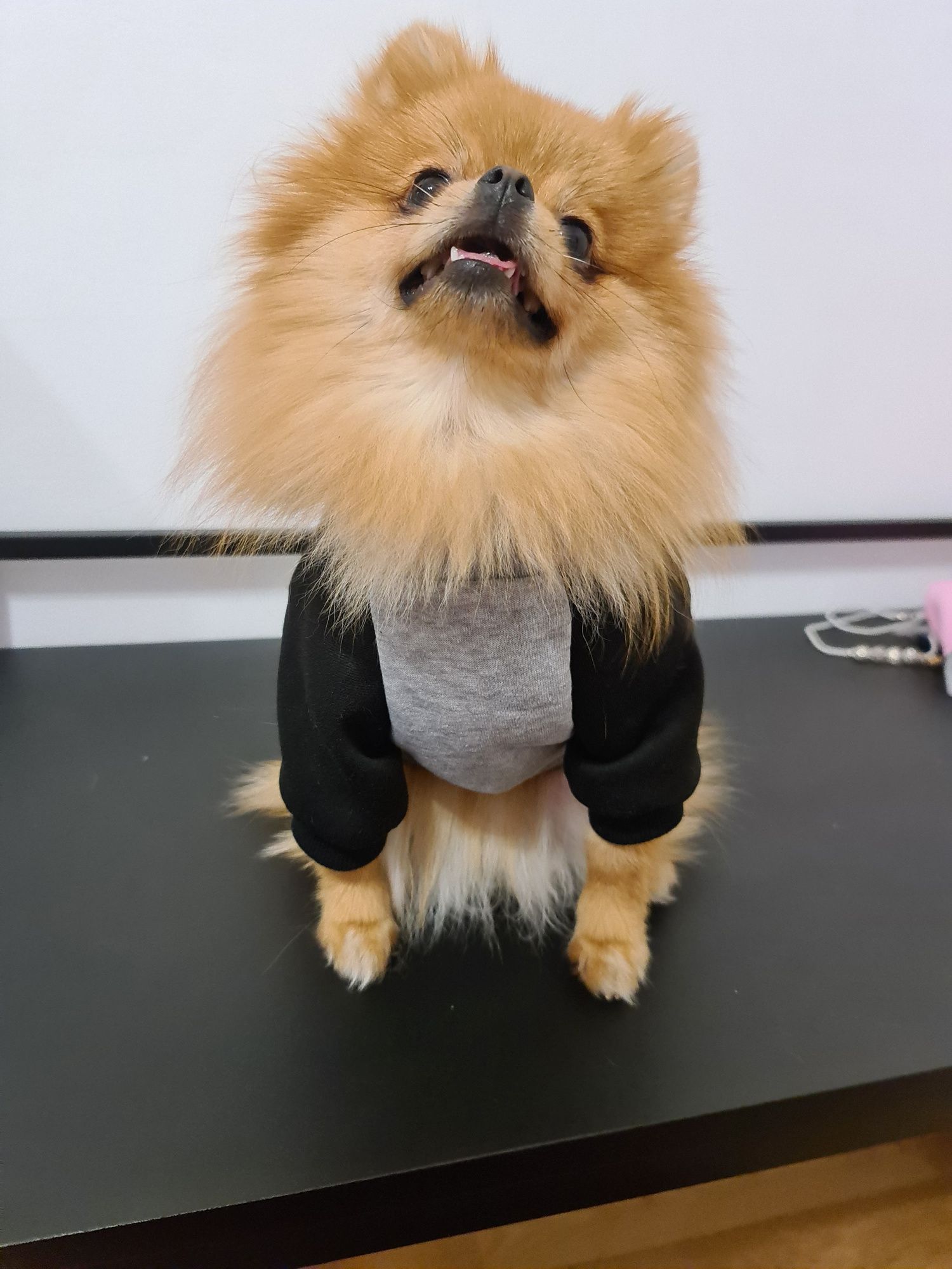 Bluza dresowa dla psa