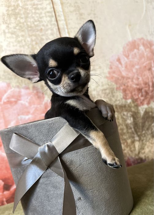 Drobna Chihuahua ZKwP