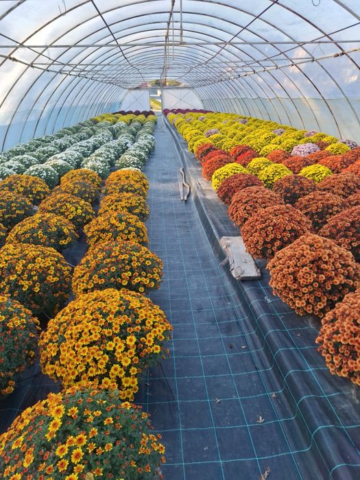 Chryzantemy na sprzedaż!