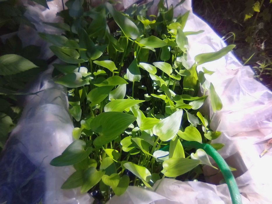 Растения для садового пруда лилия Аттракцион и пантедерия