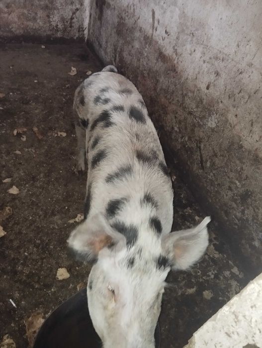 Duas porcas cruzadas óptimas para criação!