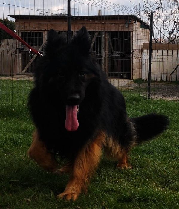 Witam sprzedam Suczke  Owczarek Niemiecki Dlugowlosy