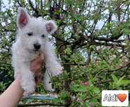 West Highland White Terrier