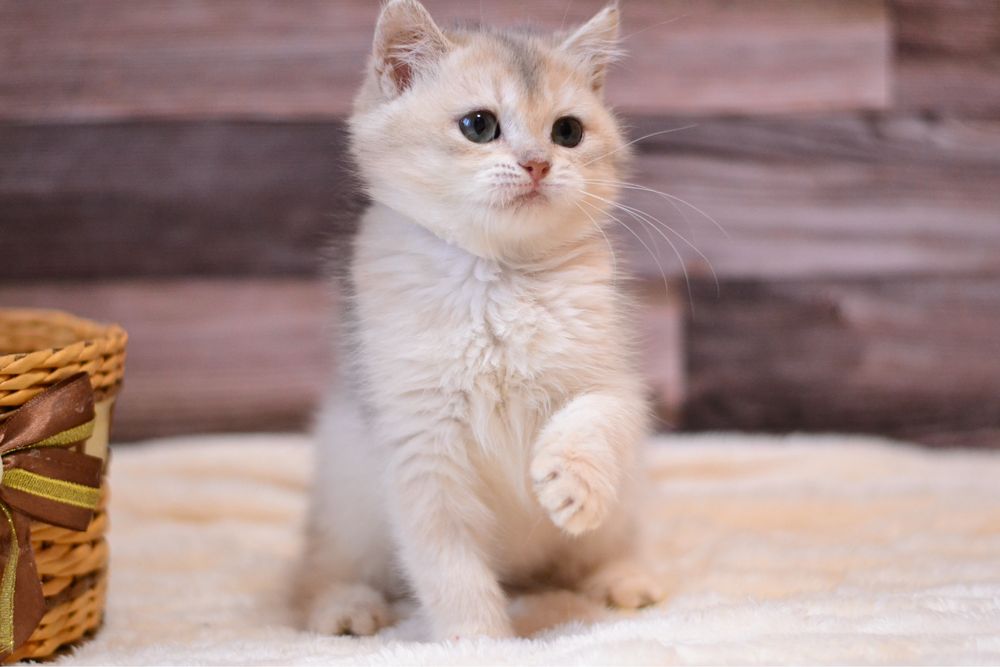 Британська дівчинка в гарні ручки