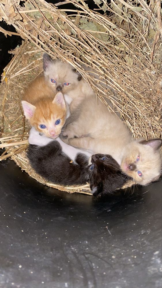 Gatinhos para adoçao