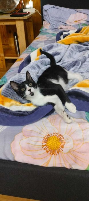 Gato gatinho para adoção consciente