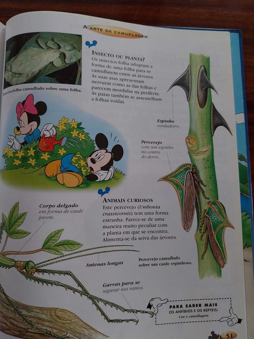 Os Insectos e as Aranhas, Disney - O Maravilhoso Mundo do Conhecimento