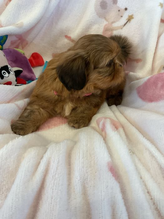 Shih tzu Salonowe suczki