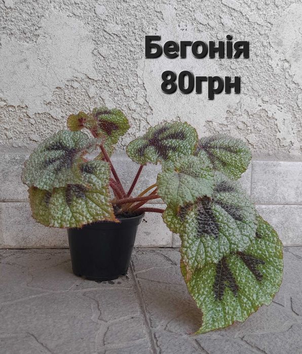 Кімнатні рослини в наявності