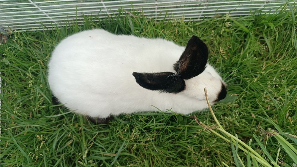 Samica królik kalifornijski króliki król