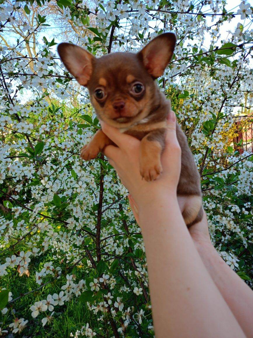 Chihuahua krótkowłosy piesek FCI