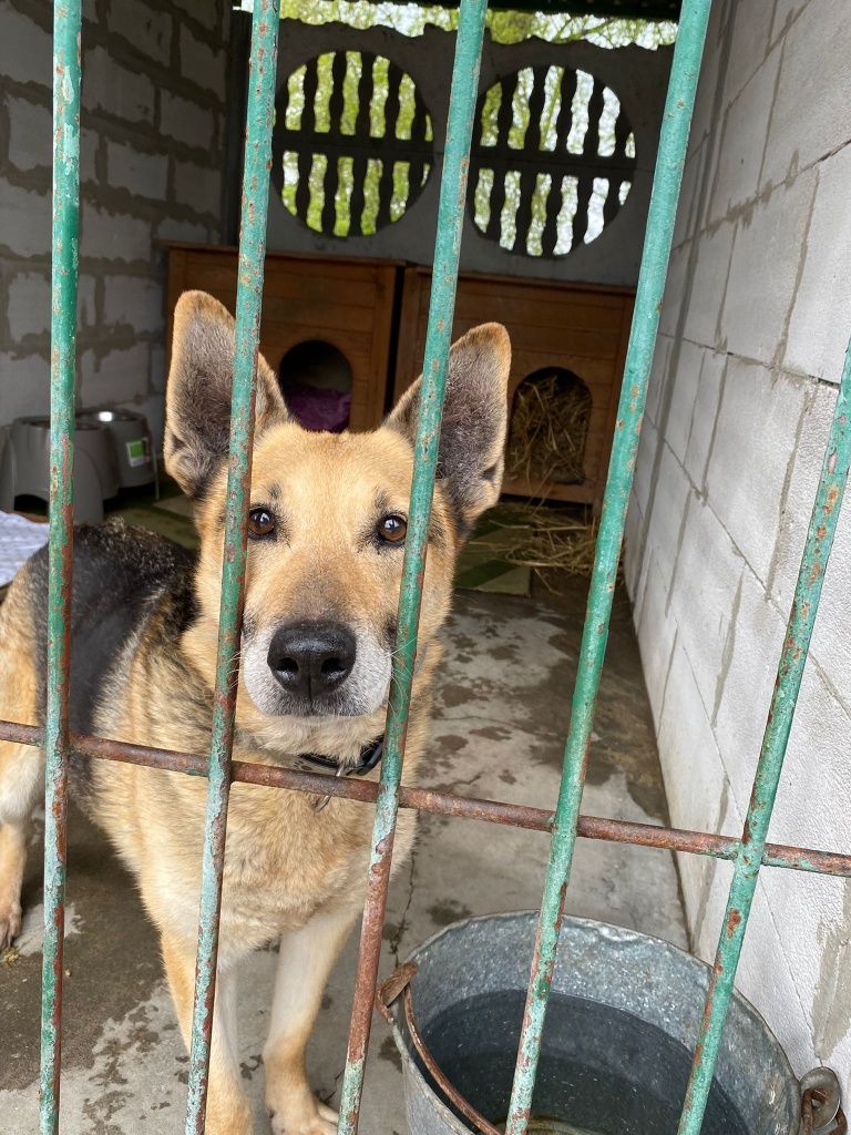 Pilna adopcja! Starszy, spokojny pies, błagamy o dom