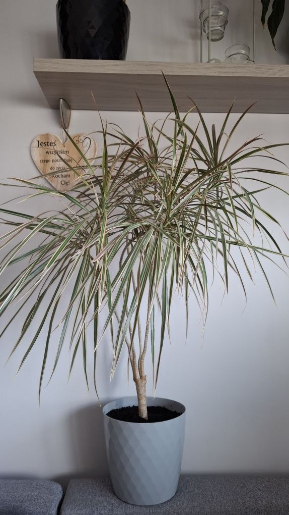 Dracena          .