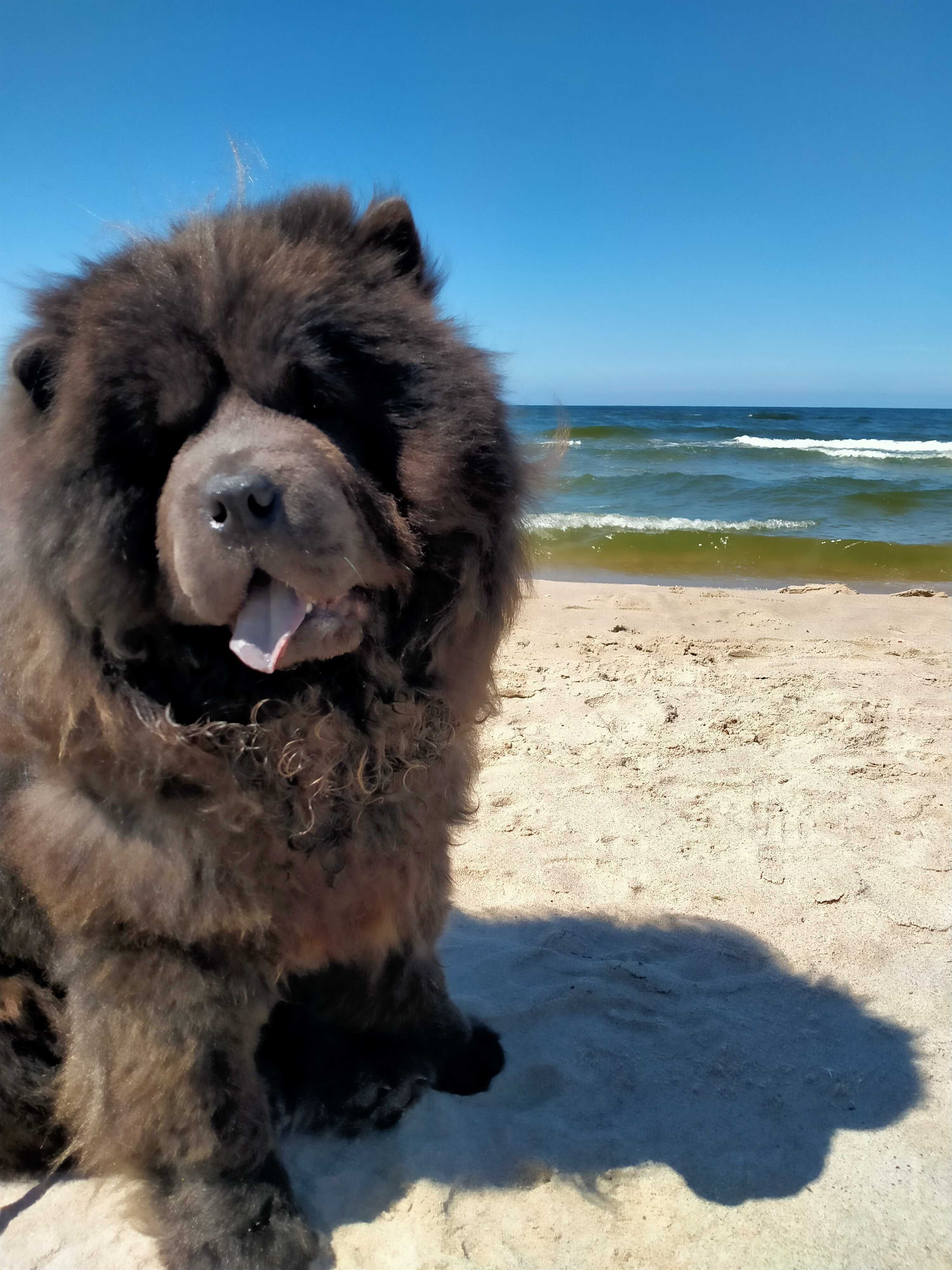 Piękny Niebieski Pies chow-chow Dorosły. Mazowieckie